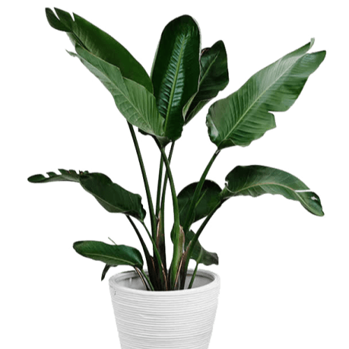 بابا آدم با گلدان مواد آلی