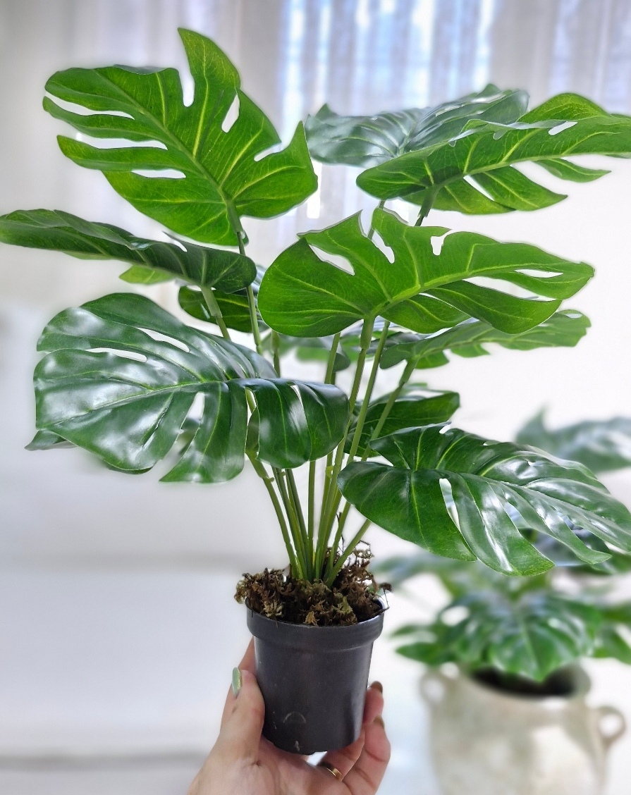 برگ انجیری مینیاتوری