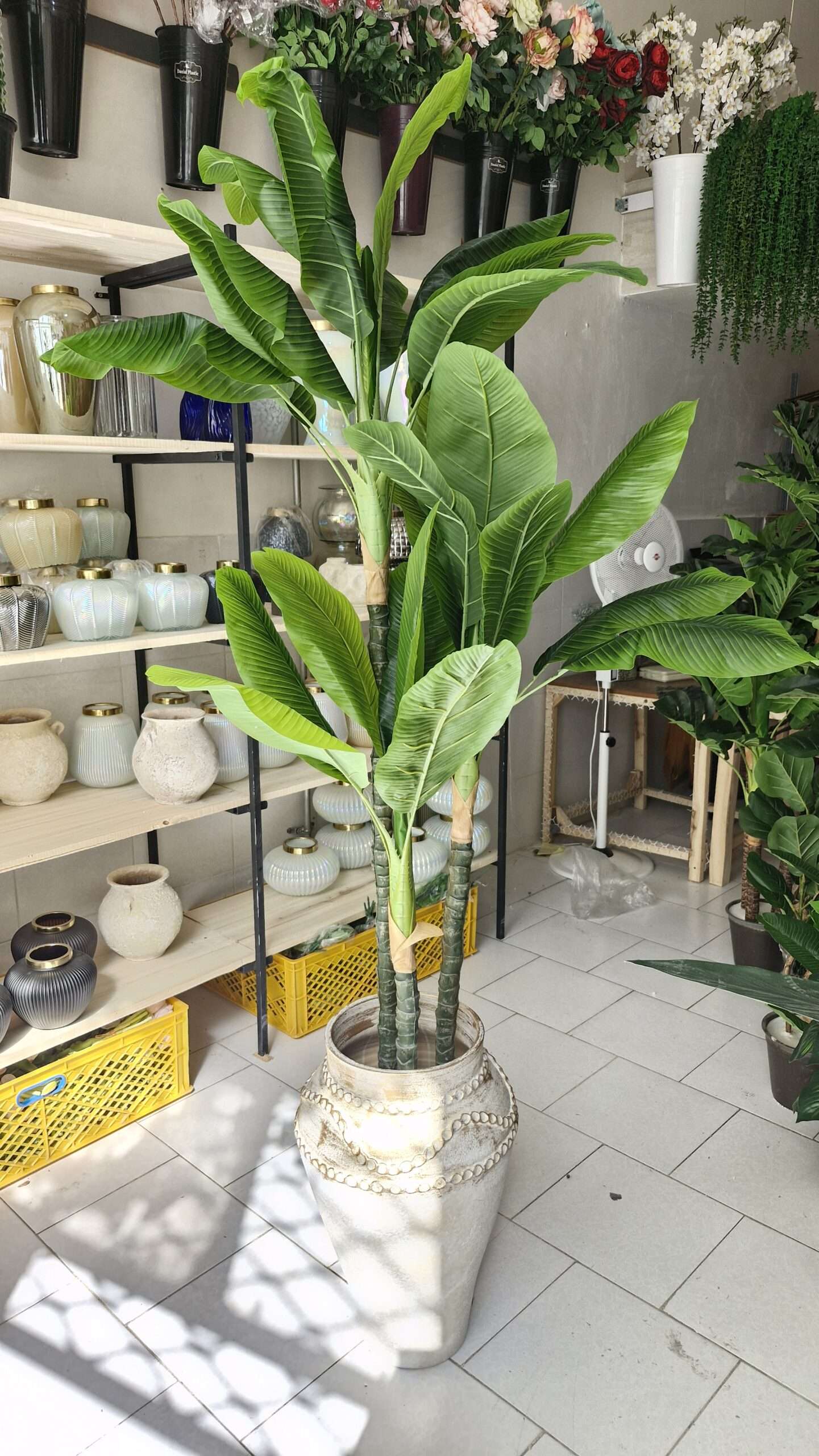 درخت موز سه تنه