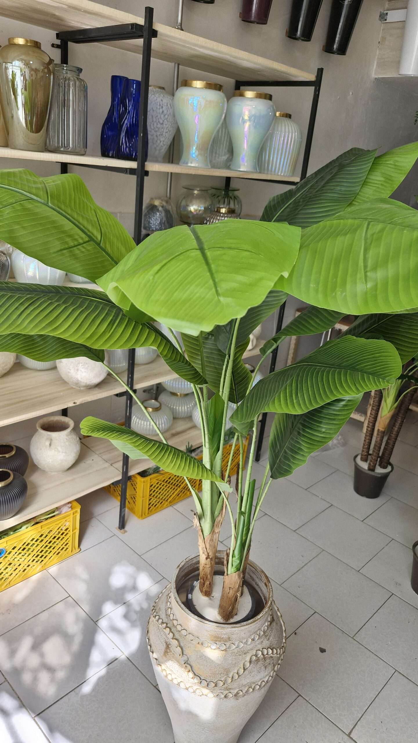 درخت موز سه‌تنه کوچک