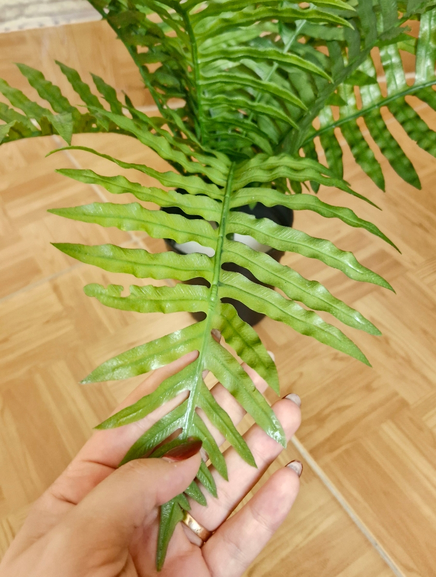 سرخس - تصویر 4