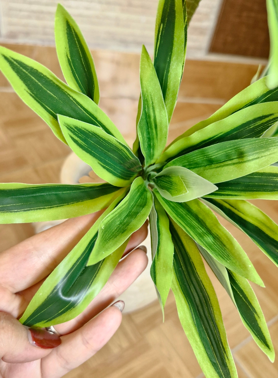 درختچه آناناسی - سبز