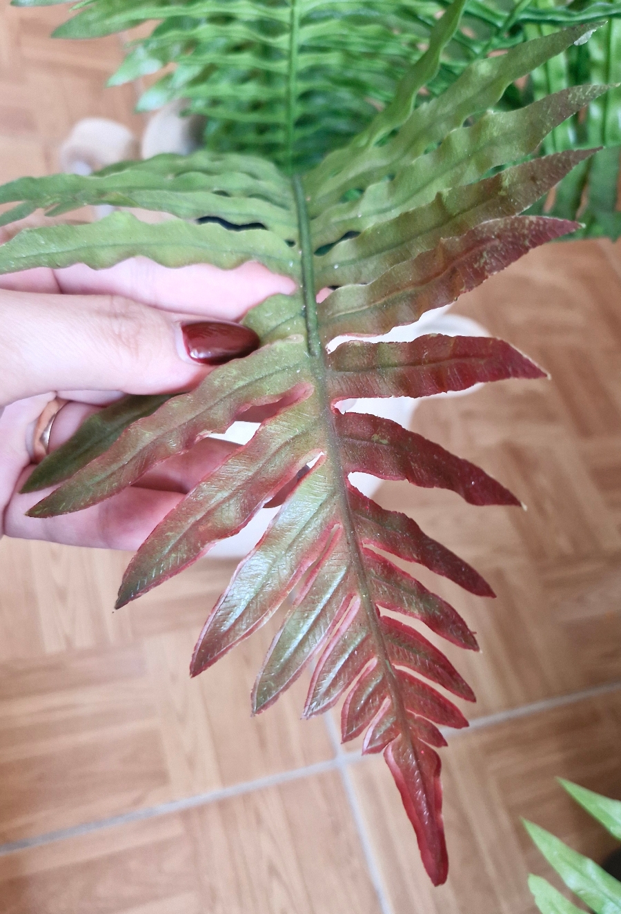 سرخس - تصویر 5