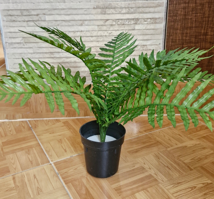 سرخس - تصویر 2