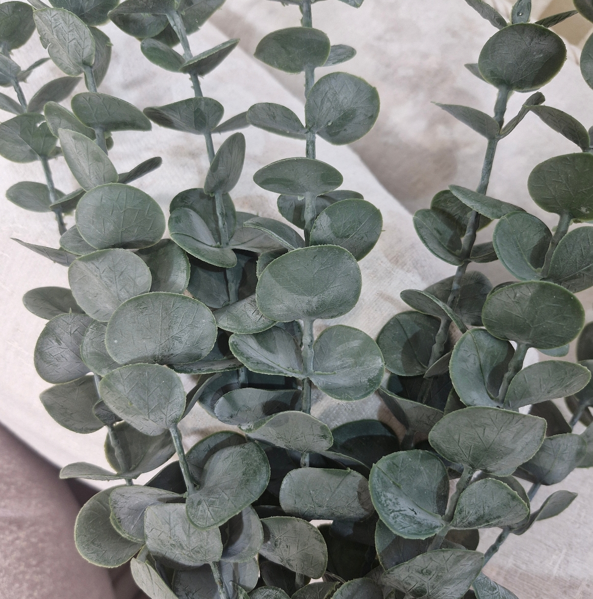 بوته اکالیپتوس چرمی - تصویر 2