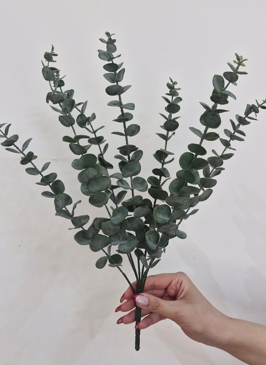 بوته اکالیپتوس چرمی